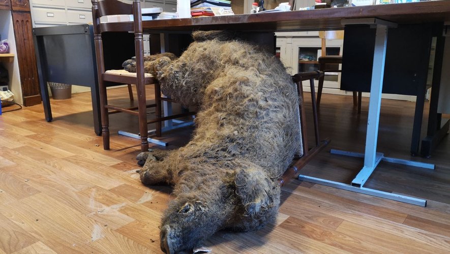 , INFO LA DEPECHE. L&rsquo;&eacute;leveur jette le cadavre d&rsquo;un cochon laineux sur le bureau du maire