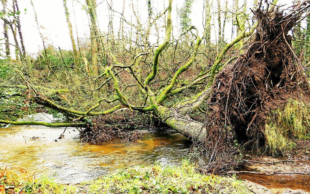 , L&rsquo;AAPPMA du Ster Goz invite les &eacute;lus &agrave; d&eacute;couvrir les d&eacute;g&acirc;ts sur la rivi&egrave;re Ster Goz