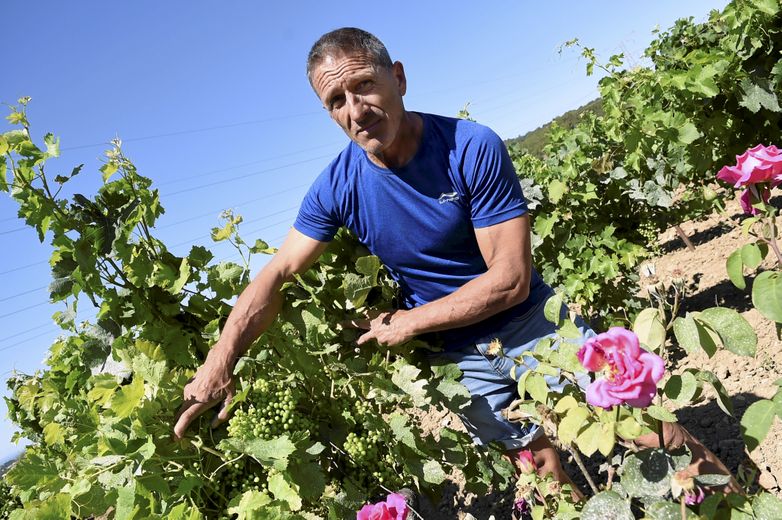 Christophe Malfaz, du domaine Saint-Jaume, &agrave; L&eacute;zignan Corbi&egrave;res&nbsp;: "Il faut &ecirc;tre exemplaire".