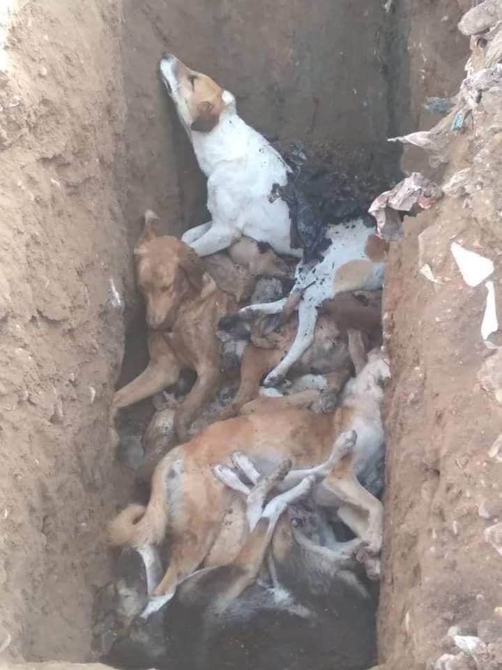 , Les &eacute;lus voyous de Jerada (Maroc) ont fait massacrer gratuitement tous les chiens des rues
