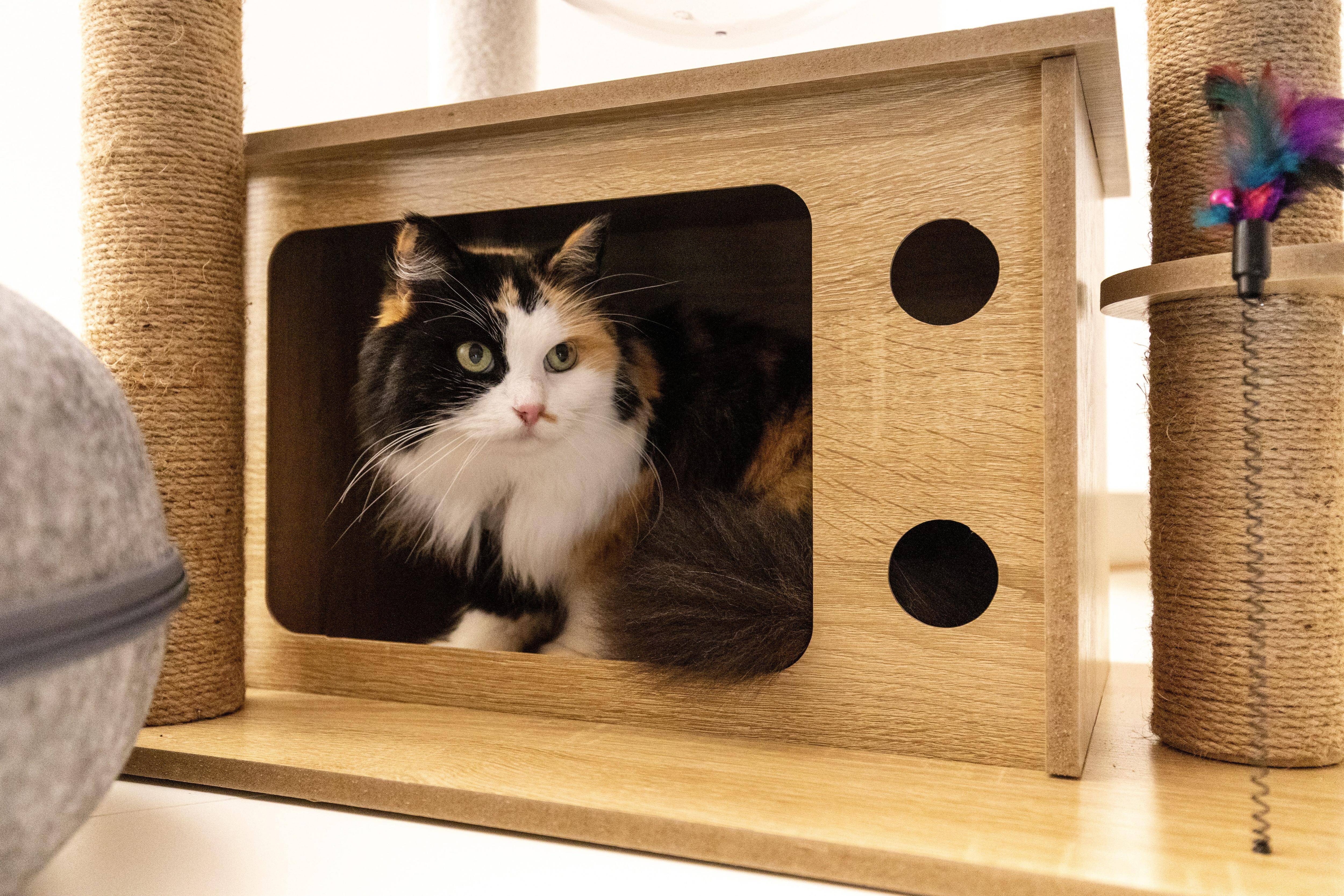 , Des chats tortur&eacute;s suscitent la crainte des propri&eacute;taires, le maire de ce village pr&egrave;s de Draguignan lance un appel &agrave; la prudence