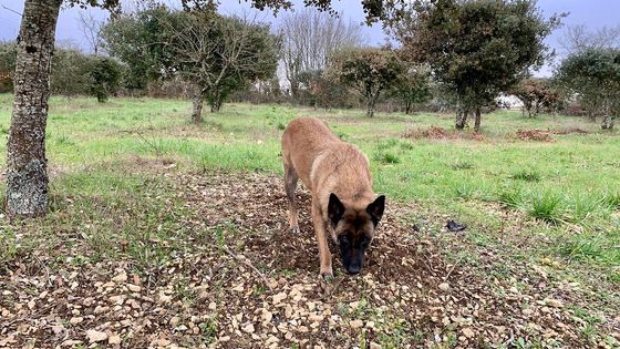 Le chien l&acirc;ch&eacute; sur l'&eacute;lu est de type Berger belge Malinois (photo d'illustration)