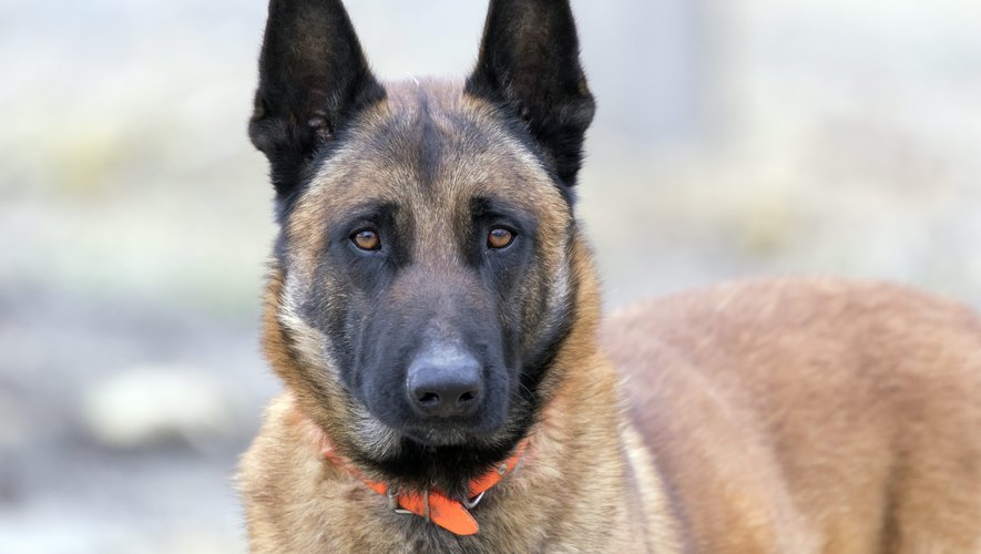 , Apr&egrave;s avoir insult&eacute; le maire, son &eacute;pouse et un policier municipal, l&rsquo;adolescent l&acirc;che son malinois pour qu&rsquo;il les attaque