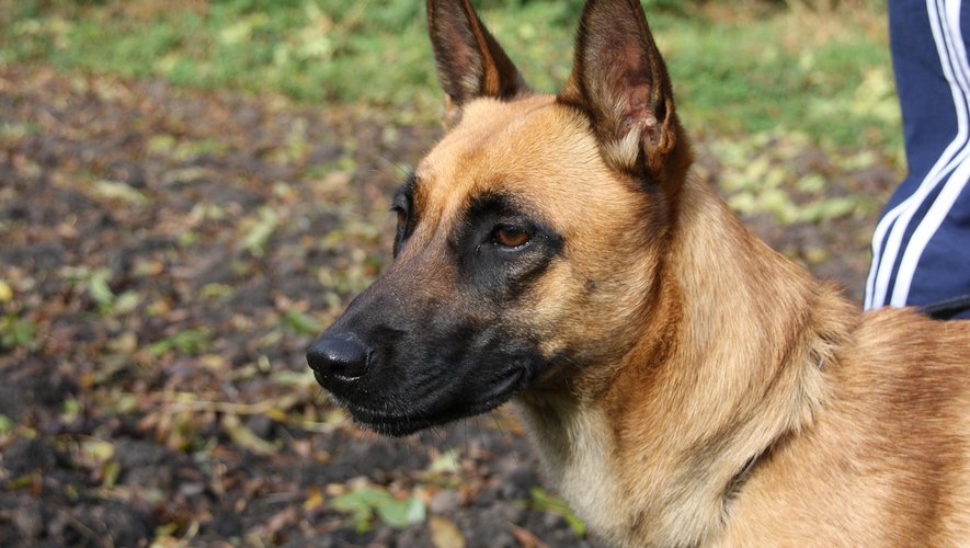 , Il l&acirc;che son chien sur le maire, son &eacute;pouse et un policier : l&rsquo;agent mordu au bras, un adolescent plac&eacute; en garde &agrave; vue