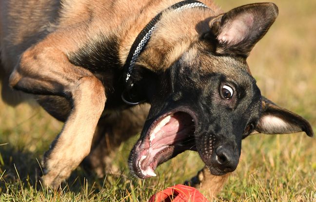 , Is&egrave;re : Un maire attaqu&eacute; par le chien d&rsquo;un adolescent de 17 ans