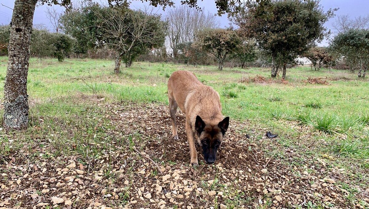 , Un jeune habitant d&rsquo;Izeaux lance son chien contre le maire, son &eacute;pouse et le policier municipal